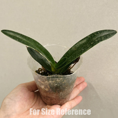 [Bare-root] Paph. thaianum × roth 小泰國國王 [Feb preorder 26]