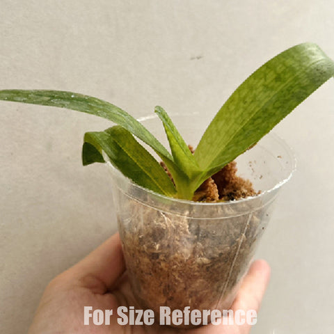 [Bare-root] Paph. Pink Sky [Feb preorder 26]