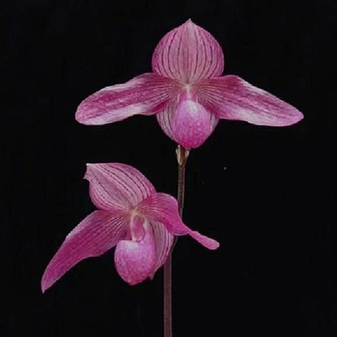 [Bare-root] Paph. Pink Sky [Feb preorder 26]