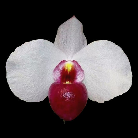 [Bare-root] Paph. delenatii dunkel 越南美人黑邊 [Feb preorder 26]