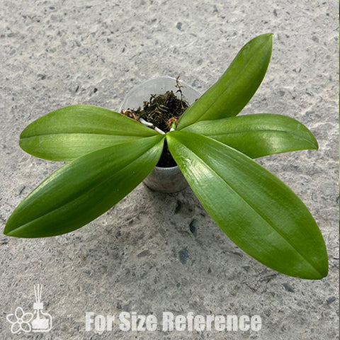 [Bare-root] Phal. tetraspis var. coffee 咖啡鐵爪 [Feb Preorder 26]