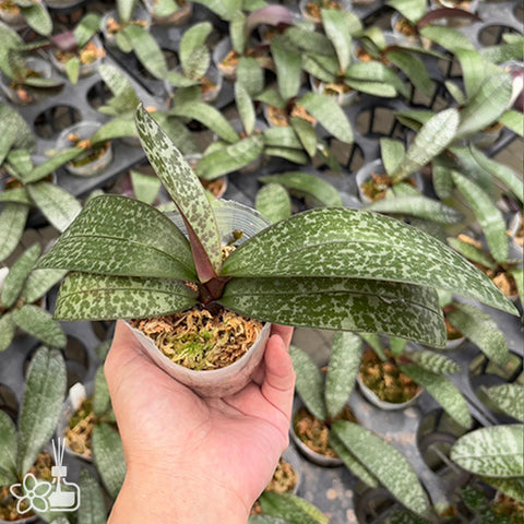 [Bare-root] Phal. schilleriana 'vent' × sib 脈紋西 [Feb Preorder 26]