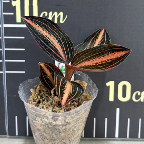 [Bare-root] (L. discolor var. nigrescens × A. siamensis) 'Red Velvet' 紅絲絨葉寶石蘭 [Feb Preorder 26]