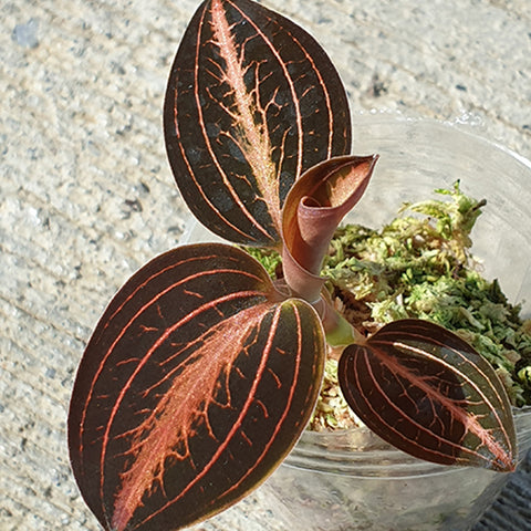 [Bare-root] (L. discolor var. nigrescens × A. siamensis) 'Red Velvet' 紅絲絨葉寶石蘭 [Feb Preorder 26]