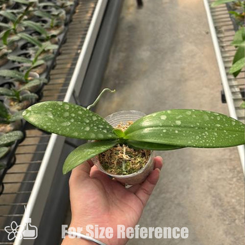 [Bare-root] Phal. Nancy Bechtol 'Maria' 瑪麗亞歌姬 [Feb Preorder 26]