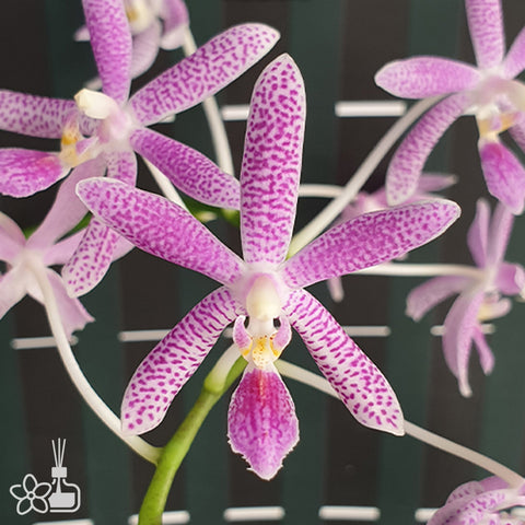 [Bare-root] Phal. Nancy Bechtol 'Maria' 瑪麗亞歌姬 [Feb Preorder 26]