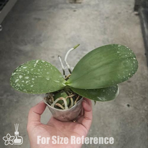 [Bare-root] Phal. Mituo King 'Sun' [Feb Preorder 26]
