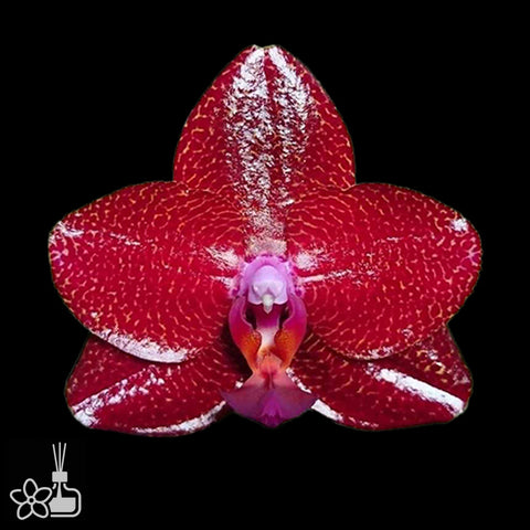 [Bare-root] Phal. Mituo King 'Sun' [Feb Preorder 26]