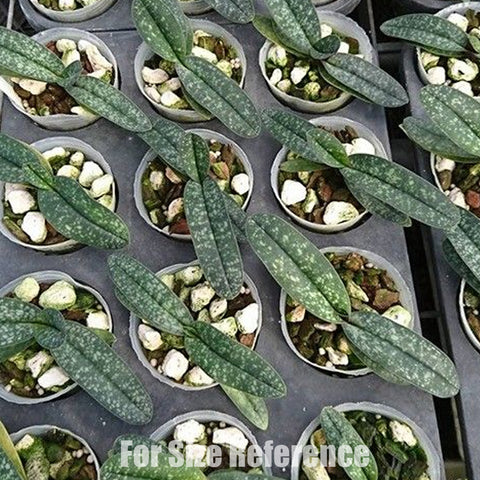 [Bare-root]Paph. Deception II 雪白美人 [Feb Preorder 26]