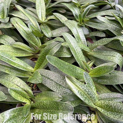 [Bare-root] Paph. Luk Luk 拉克拉克 [Feb Preorder 26]