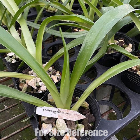 [Bare-root] Paph. Berenice (菲律賓 × 洛威) [Feb Preorder 26]