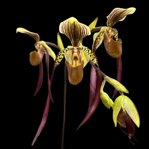 [Bare-root] Paph. Berenice (菲律賓 × 洛威) [Feb Preorder 26]