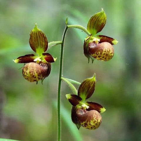 [Rhizome]  Cypripedium subtropicum 暖地杓蘭  [Feb Preorder 26]