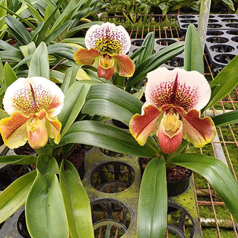 [Bare-root] Paph. Complex type 'Red' × sib 紅肉餅拖鞋蘭 [Feb Preorder 26]