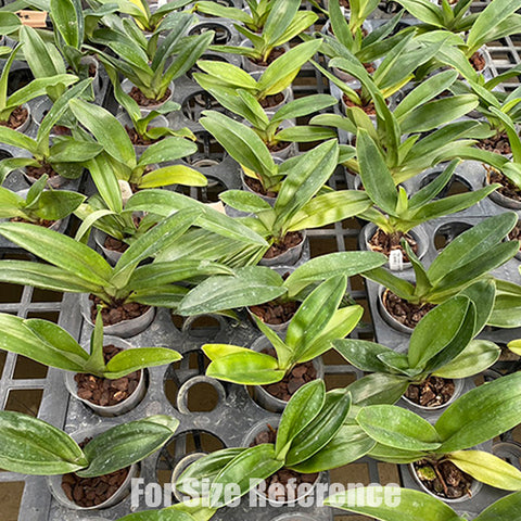 [Bare-root] Paph. Complex type 'Red' × sib 紅肉餅拖鞋蘭 [Feb Preorder 26]