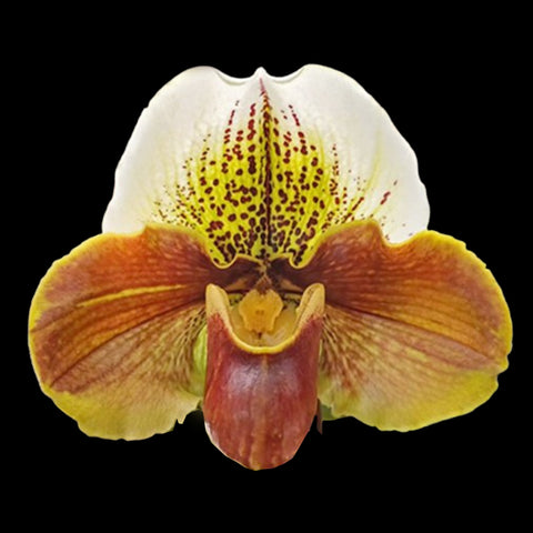 [Bare-root] Paph. Complex type 'Red' × sib 紅肉餅拖鞋蘭 [Feb Preorder 26]