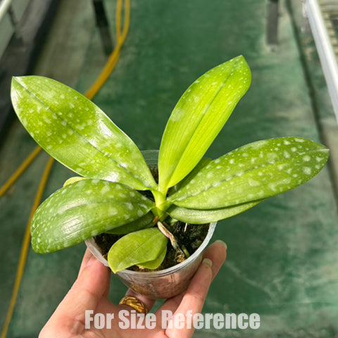 [Bare-root] Phal. tetraspis 'Blue' 藍色鐵爪 [Feb Preorder 26]