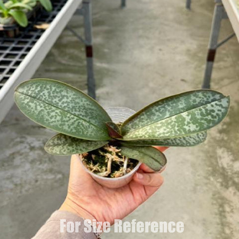 [Bare-root] Phal. stuartiana 'Sogo' HCC/AOS 斯塔基 “Sogo” [Feb Preorder 26]