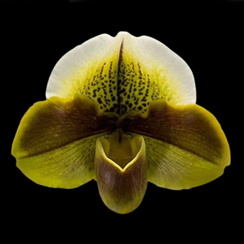 [Bare-root] Paph. Mukoyama Green × Tree of Enzan BM/TPS [Feb Preorder 26]