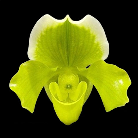 [Bare-root]Paph. Complex type 'Green' × sib [Feb Preorder 26]