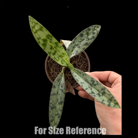 [Bare-root]Paph. bougainvilleanum xsib 不崗維爾拖鞋蘭 [Feb in Stock]