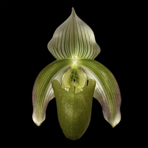 [Bare-root]Paph. bougainvilleanum xsib 不崗維爾拖鞋蘭 [Feb in Stock]