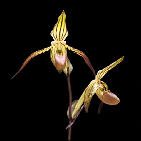 [Bare-root]Paph.intaniae xsib 因坦拖鞋蘭 [Feb in Stock]