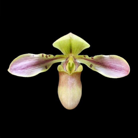 [Bare-root]Paph. celebensis xsib  [Feb in Stock]