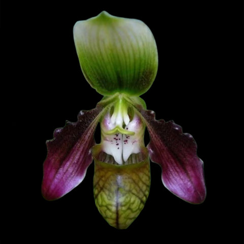 [Bare-root] Paph. ayubianum [Feb in Stock]
