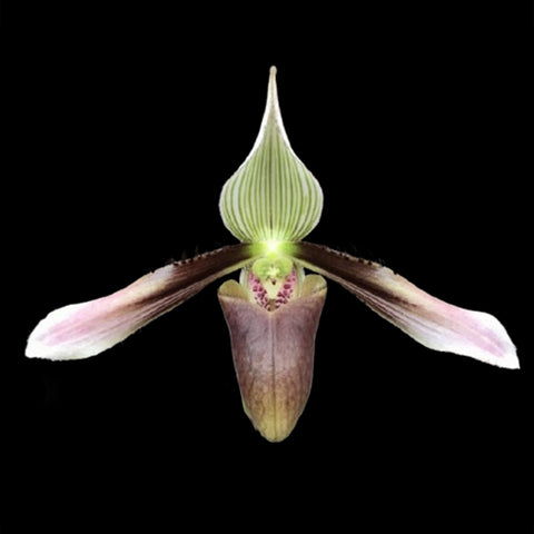 [Bare-root] Paph.dayanum xsib 黛安拖鞋蘭 [Feb in stock]