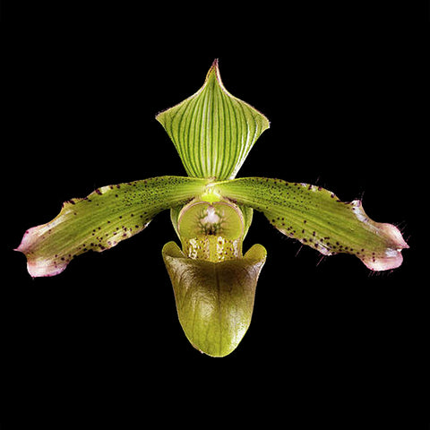 [Bare-root] Paph. javanicum 爪哇拖鞋蘭 [Feb in Stock]