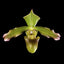 [Bare-root] Paph. javanicum 爪哇拖鞋蘭 [Wishlist]