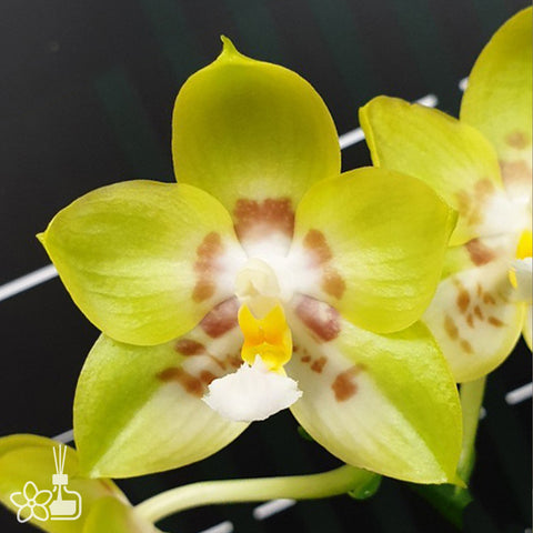 [Bare-root] Phal. Yaphon Christmas '335' 聖誕 '335'[Feb Preorder 26]