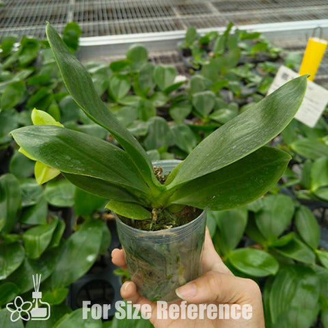 [Bare-root] Phal. Yaphon Christmas '335' 聖誕 '335'[Feb Preorder 26]