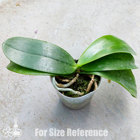 [Bare-root]Phal. mannii 版納蝴蝶蘭 [Feb Preorder 26]
