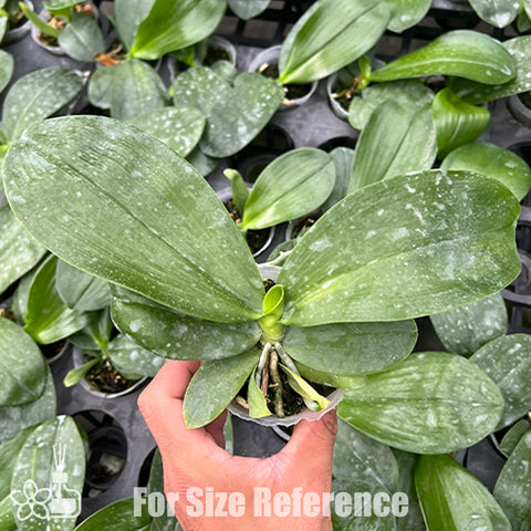 [Bare-root] Phal. Joy Spring Canary 'Shy' 害羞金絲雀 [Feb Preorder 26]