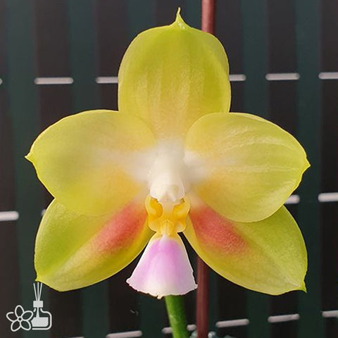 [Bare-root] Phal. Joy Spring Canary 'Shy' 害羞金絲雀 [Feb Preorder 26]