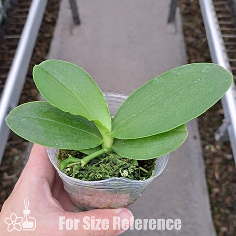 [Bare-root] Phal. Vio Vio 'Cat Face' (peloric - 3 lips) 貓臉 (三唇瓣) [Feb Preorder 26]