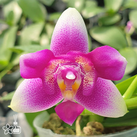 [Bare-root] Phal. Vio Vio 'Cat Face' (peloric - 3 lips) 貓臉 (三唇瓣) [Feb Preorder 26]