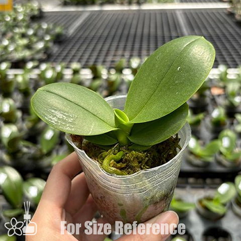 [Bare-root] Phal. Jc Red Peacock 紅孔雀 [Feb Preorder 26]