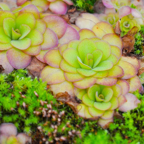 [Bare-root]Pinguicula agnata x potosiensis 蘋果 [Feb CP 26]