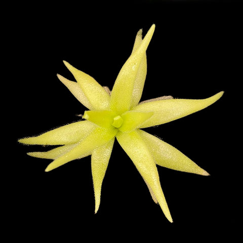 [Bare-root]Pinguicula gigantea x (heterophylla x medusina) 大章魚 [Feb CP 26]