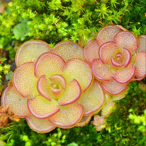 [Bare-root]Pinguicula kondoi 近藤 [Feb CP 26]