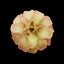 [Bare-root] #CP# Pinguicula rotundiflora 圓花 [1-2cm][Wishlist]