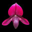 [Bare-root]Paph.YY Stanta Claul"t61" x sib 聖誕紅 [Wishlist]