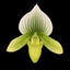 [Bare-root] Paph.Hsinying Citron 'Account' SM TOGA(TC/Clone) [March Preorder 26]
