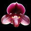 [Bare-root] Paph.YY Bouncing Flames (TC) [March Preorder 26]