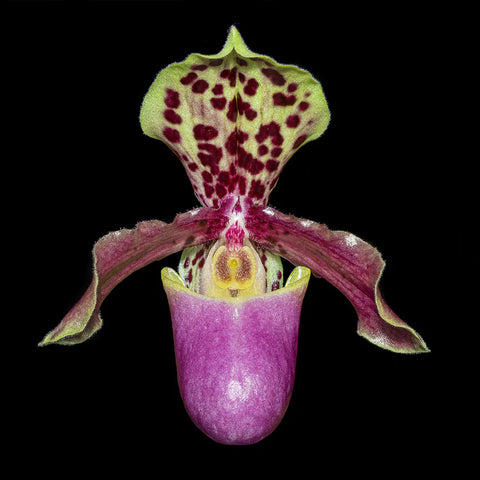 [Bare-root] Paph. henryanum × sib 亨利 [Jan in stock]