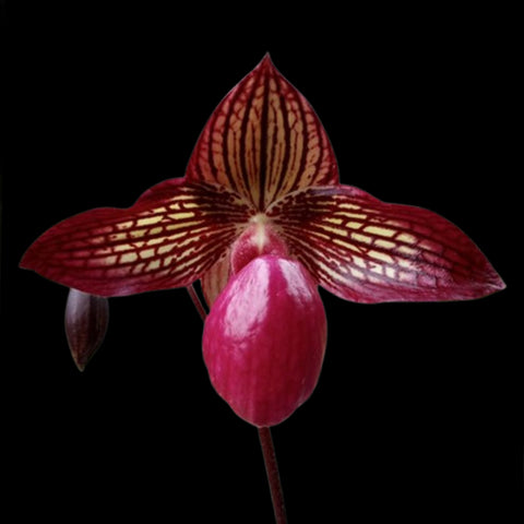 [Bare-root] Paph. Gloria Naugle'Red' (TC/MC) [March Preorder 26]