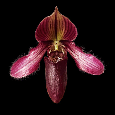 [Bare-root] Paph. Ra-ming Lanna  (TC) [March Preorder 26]
